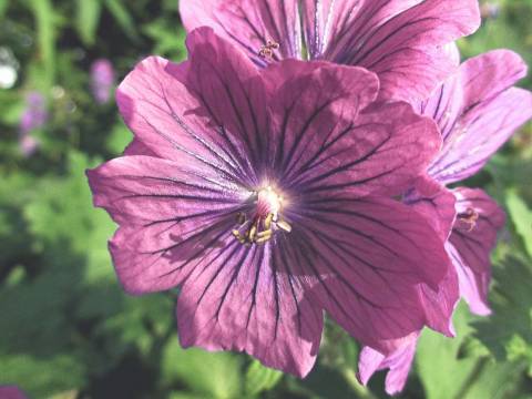 Lilla blomst